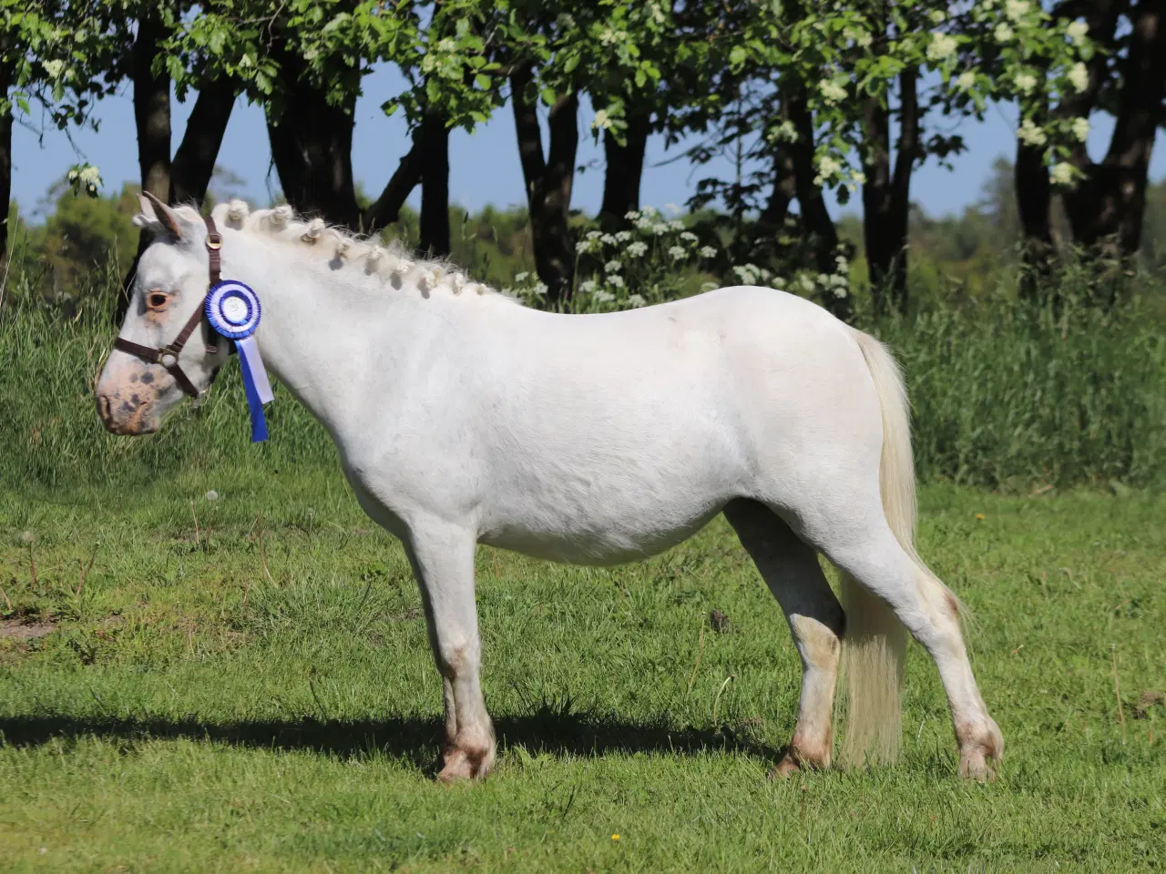 Billede 1 - Kåret Kat. 3 knabstrupper pony hoppe