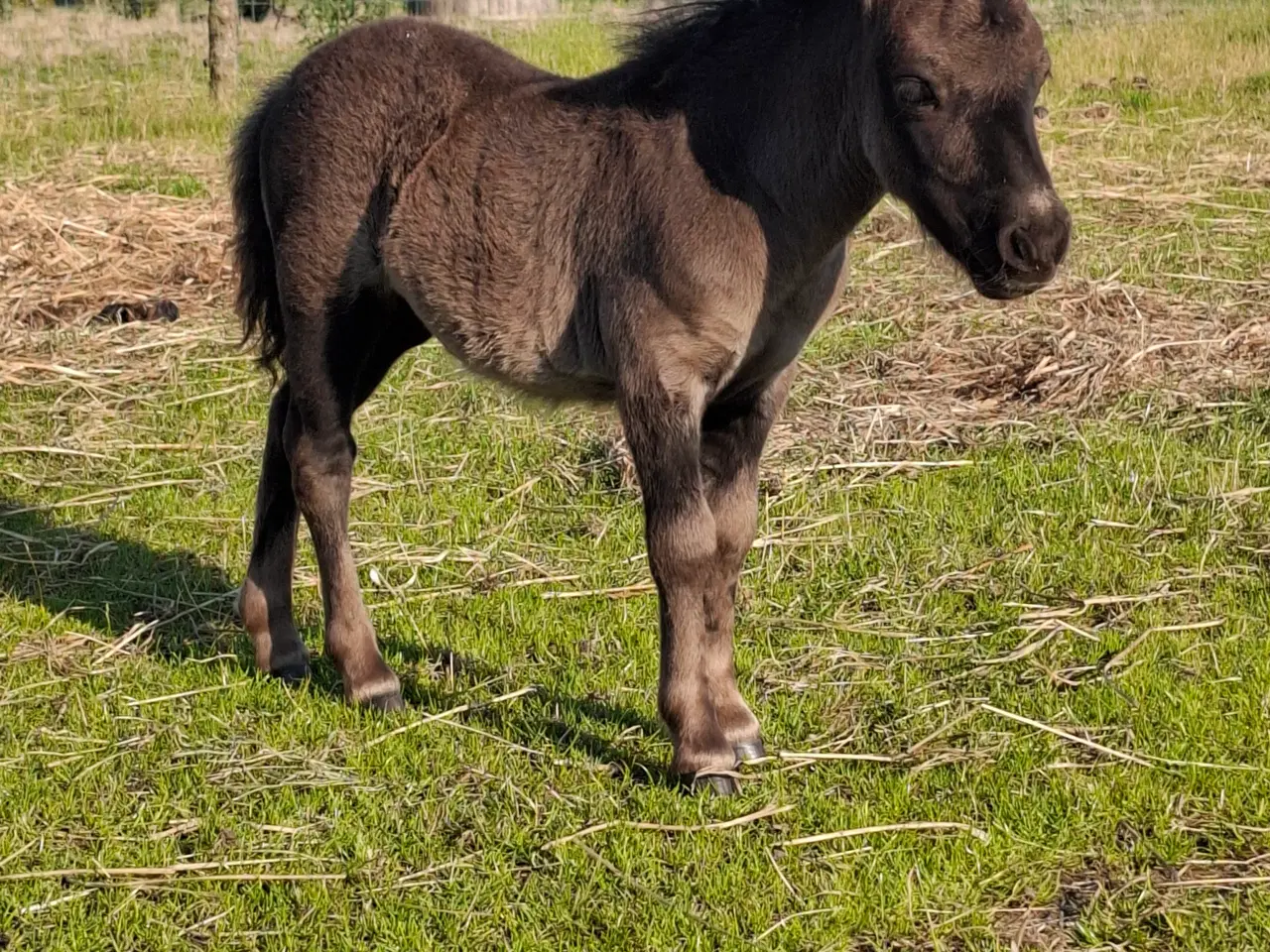 Billede 4 - Miniature hoppeføl