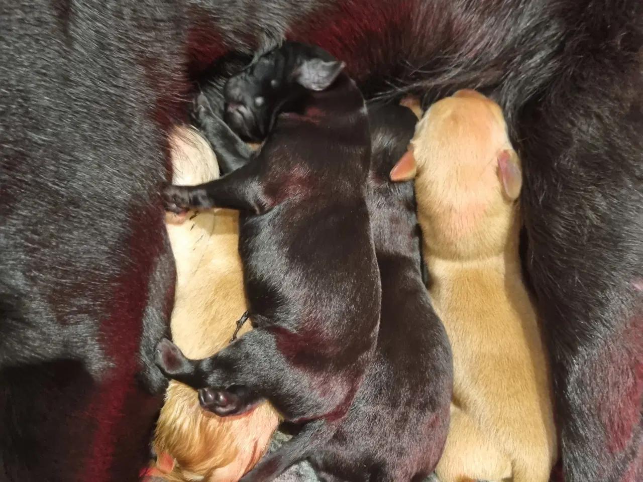 Billede 4 - Labrador Hvalpe 