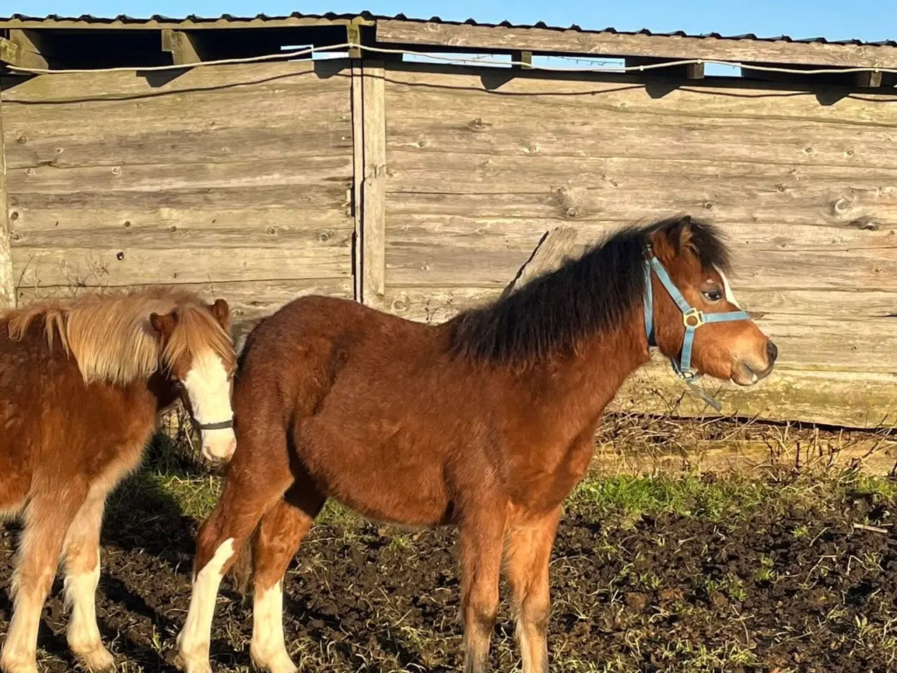 Billede 5 - To fine welsh sec. A hingste