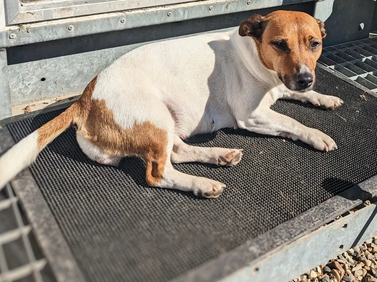 Billede 3 - Verdens Sødeste Hund