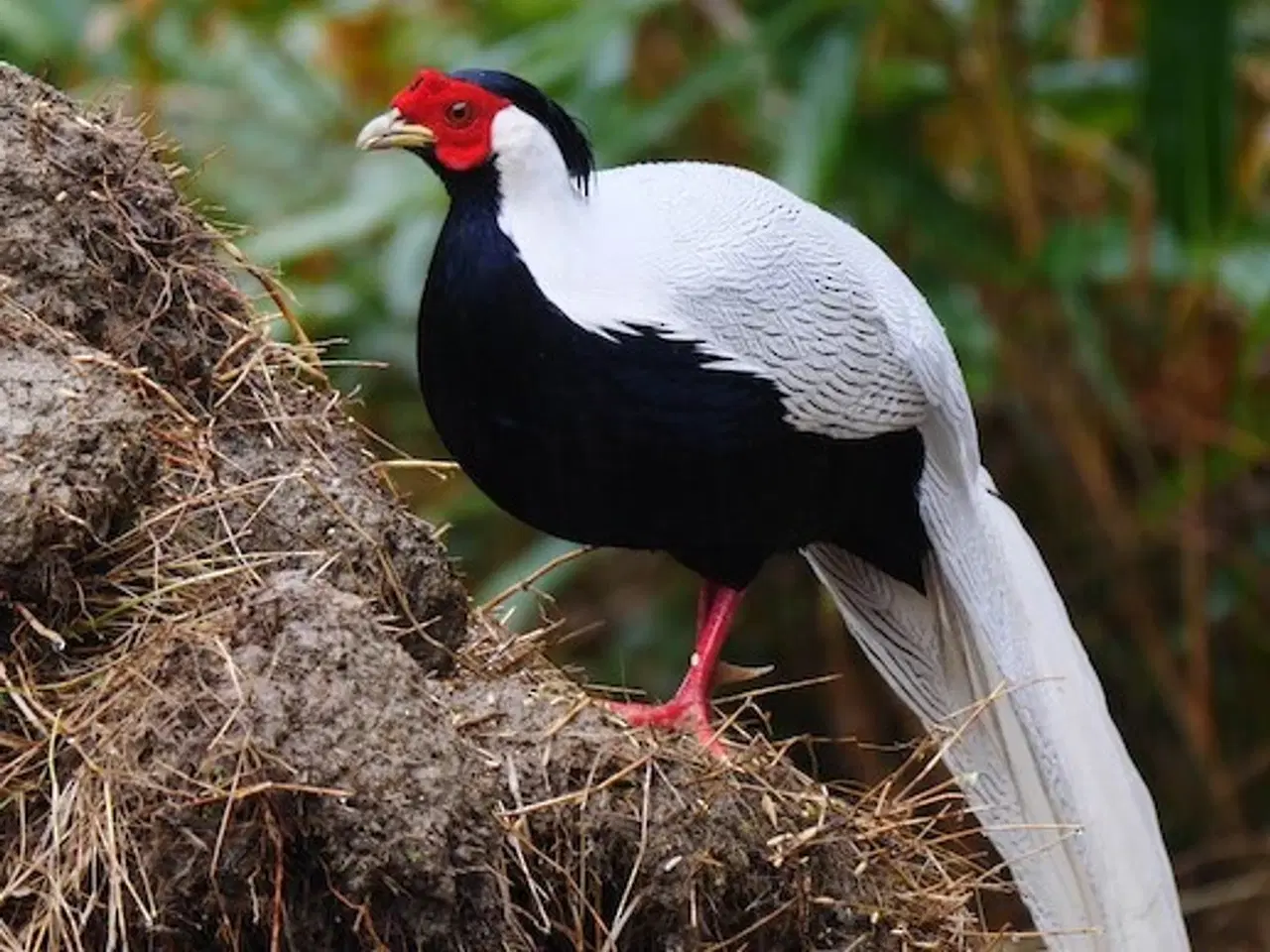 Billede 1 - Fine sølvfasaner naturudruget