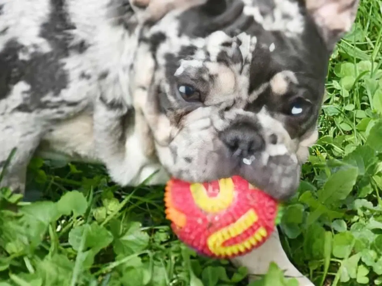 Billede 5 - Fransk bulldog hvalp. NEDSAT!