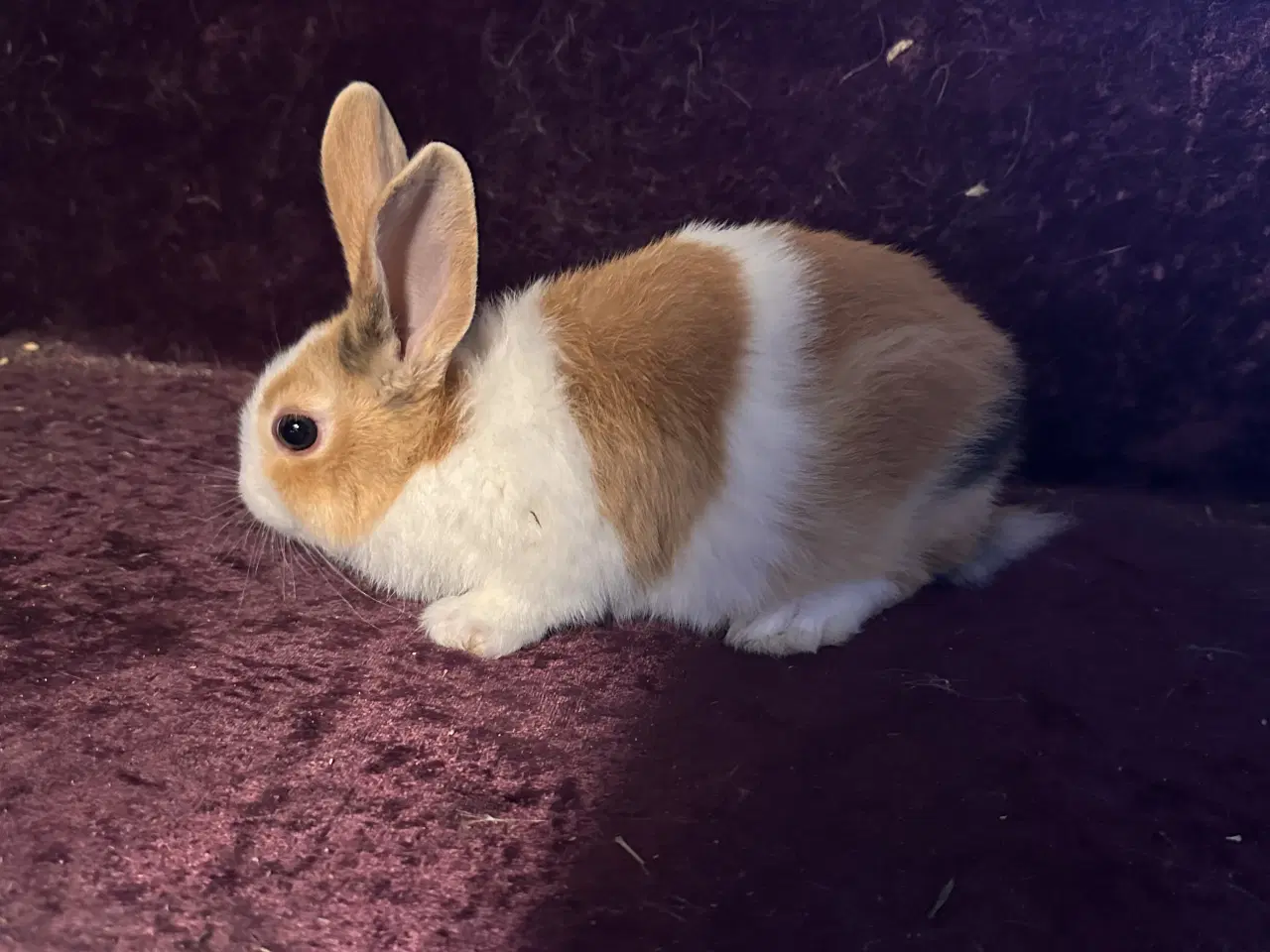 Billede 4 - Hollænder