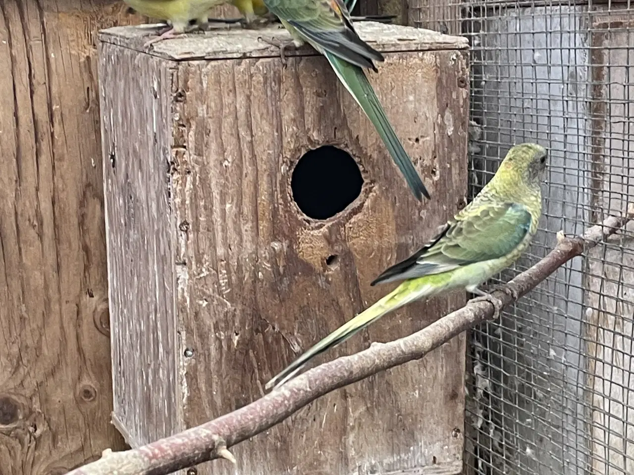 Billede 2 - Sangparakitter 