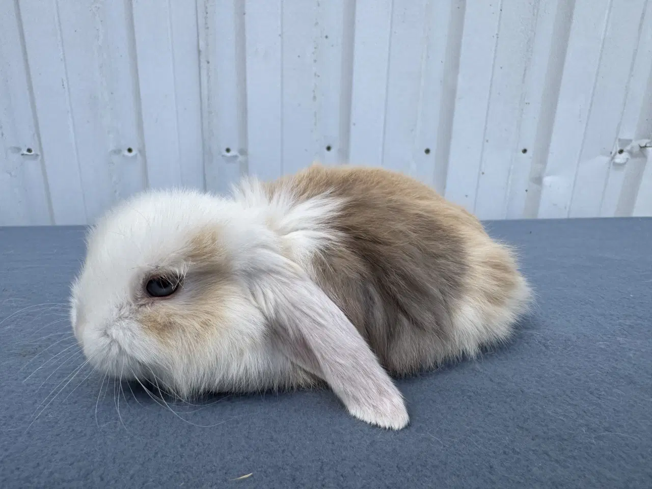 Billede 1 - Dværgvædder hunkanin