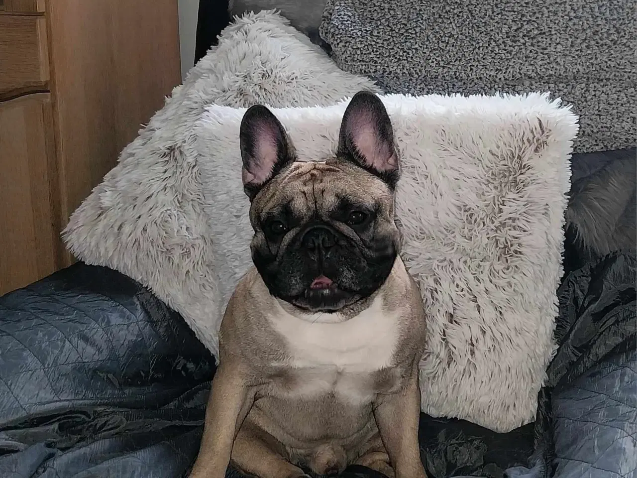 Billede 5 - Fransk bulldog