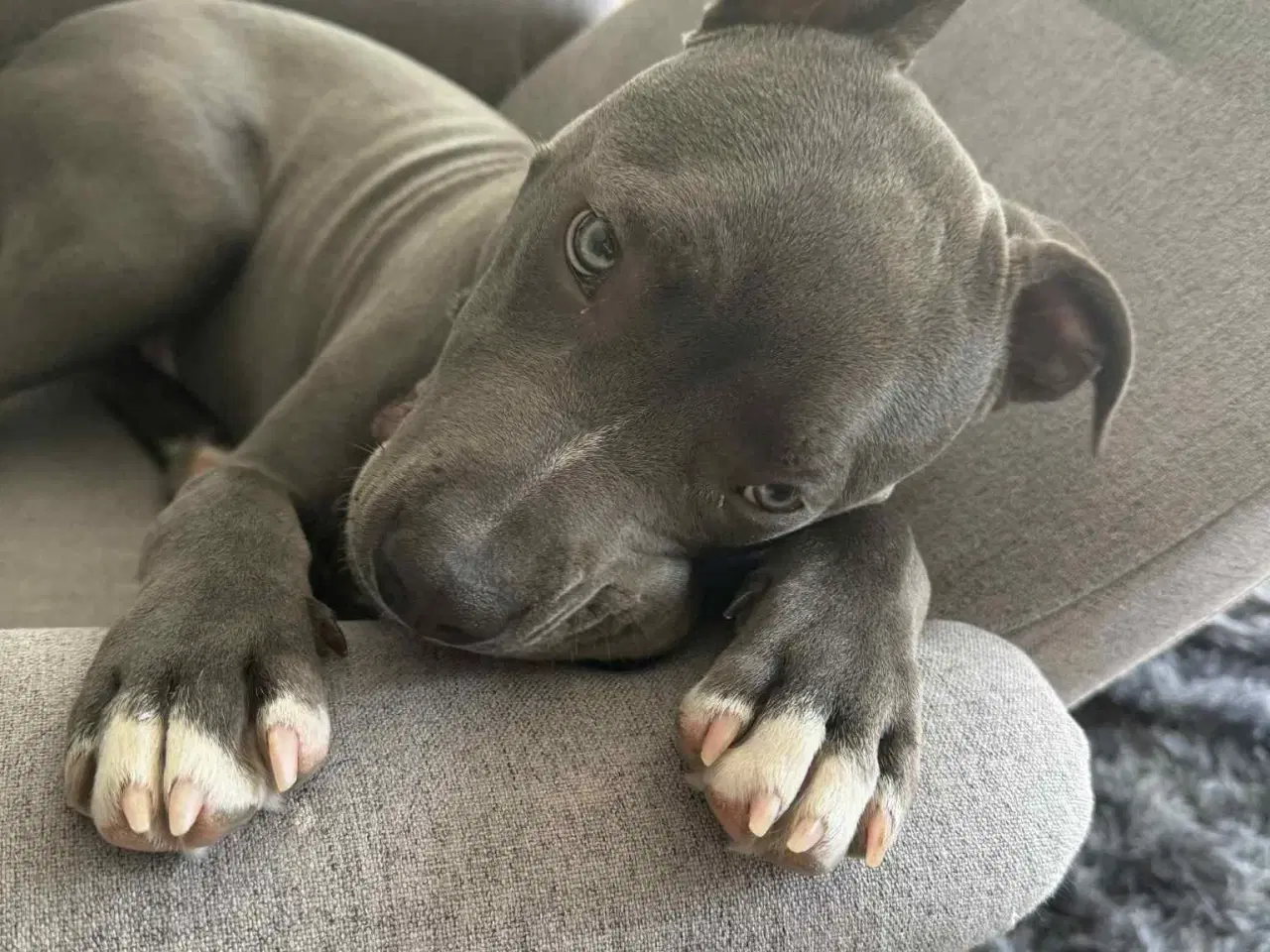 Billede 2 - Hund