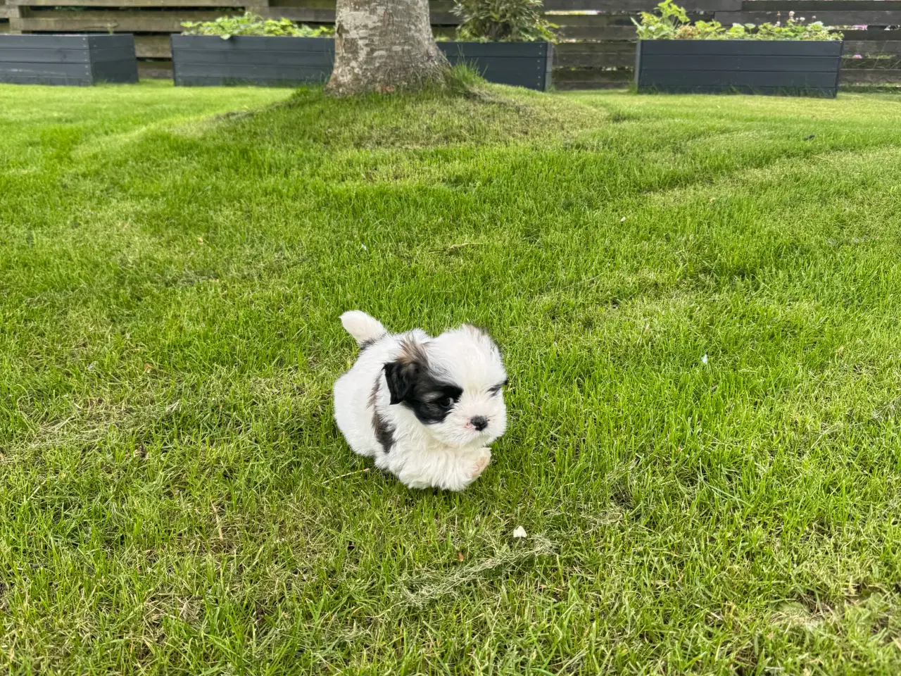 Billede 6 - Lhasa apso tæve
