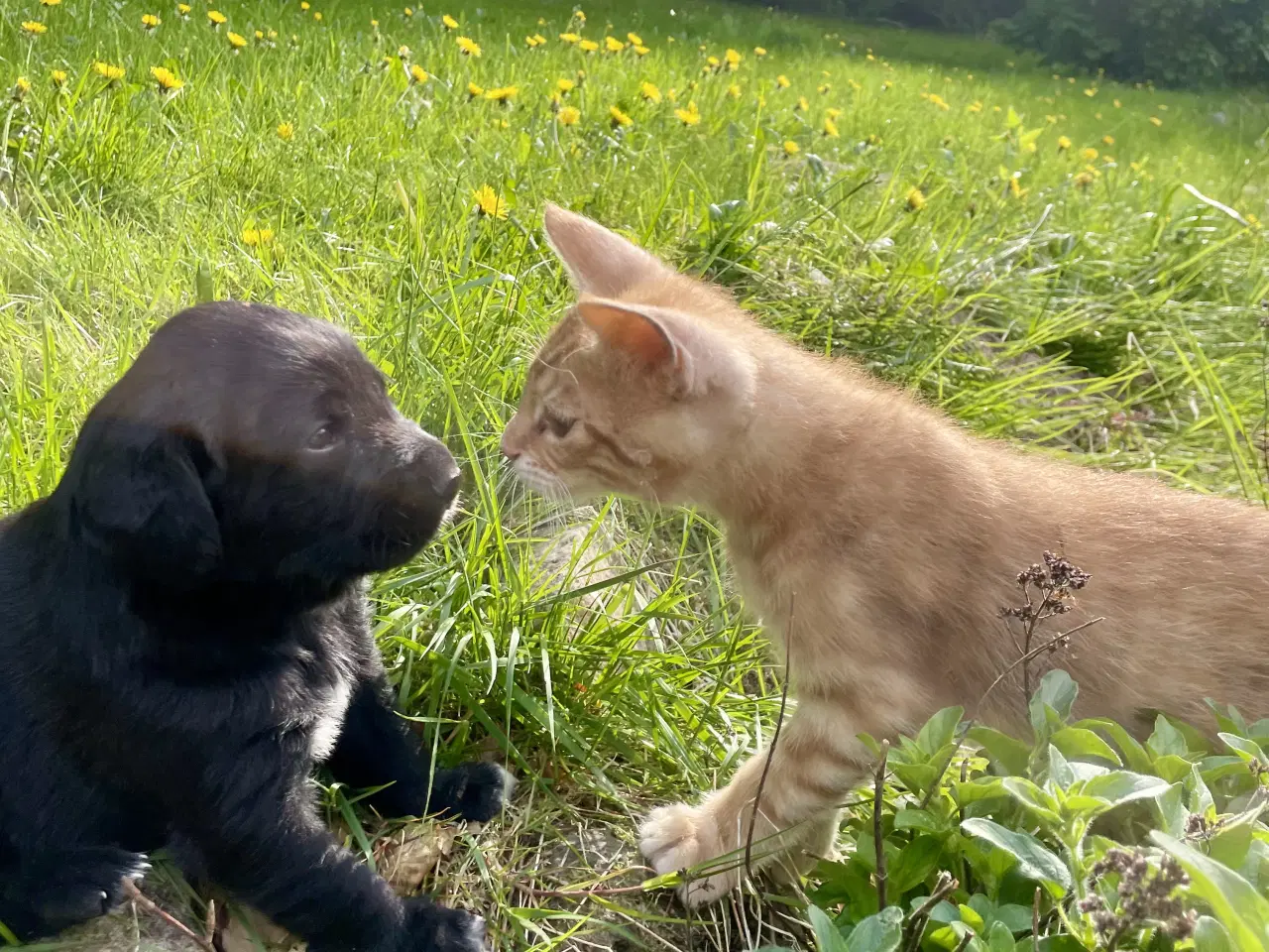 Billede 18 - Hvalpe - Labrador Retriever blanding