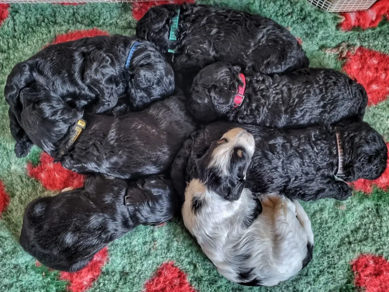 Billede 1 - Golden Doodle F1b hvalpe – klar til nye hjem i okt