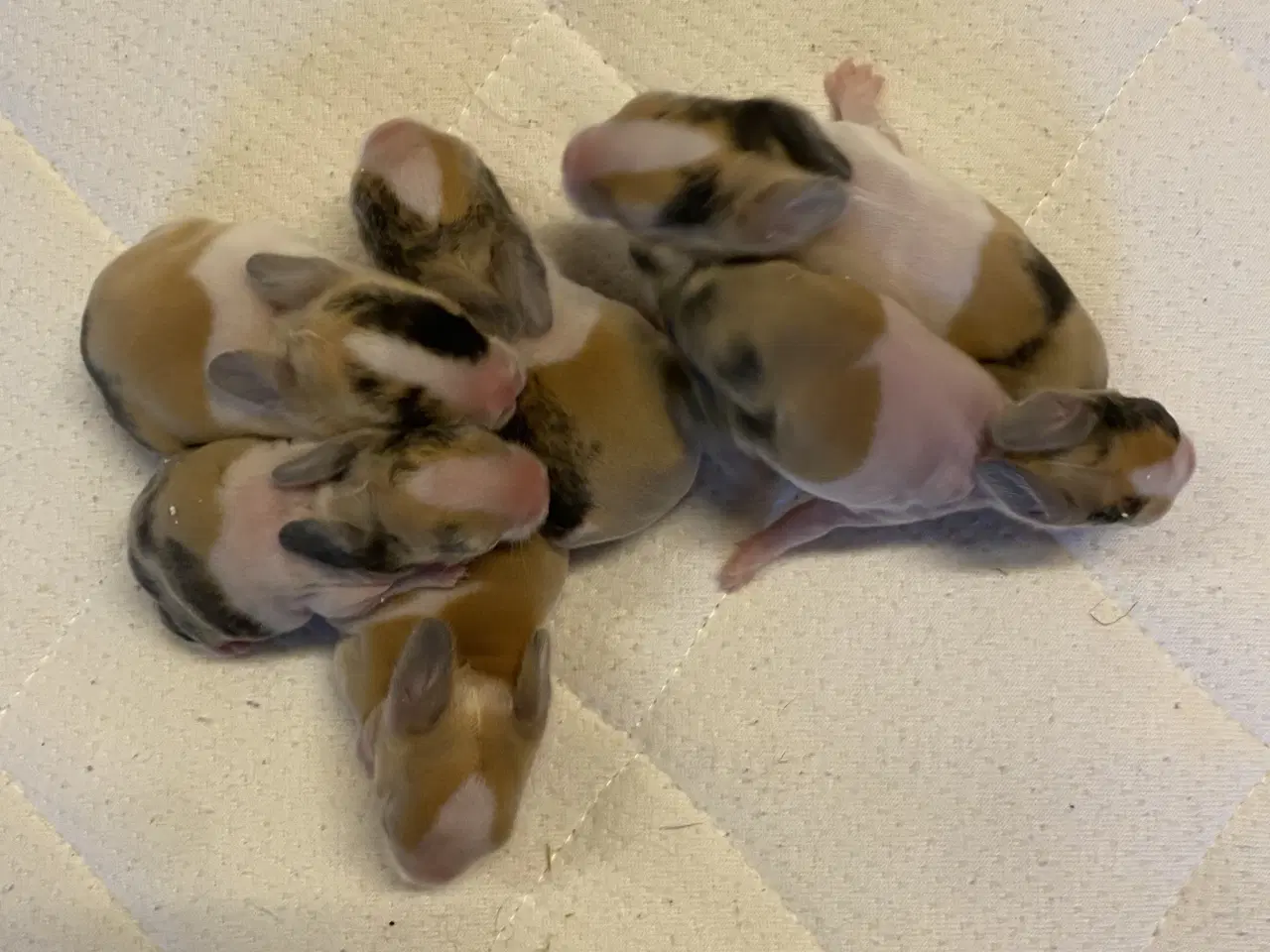 Billede 1 - HOLLÆNDER JAPANER SORT/GUL