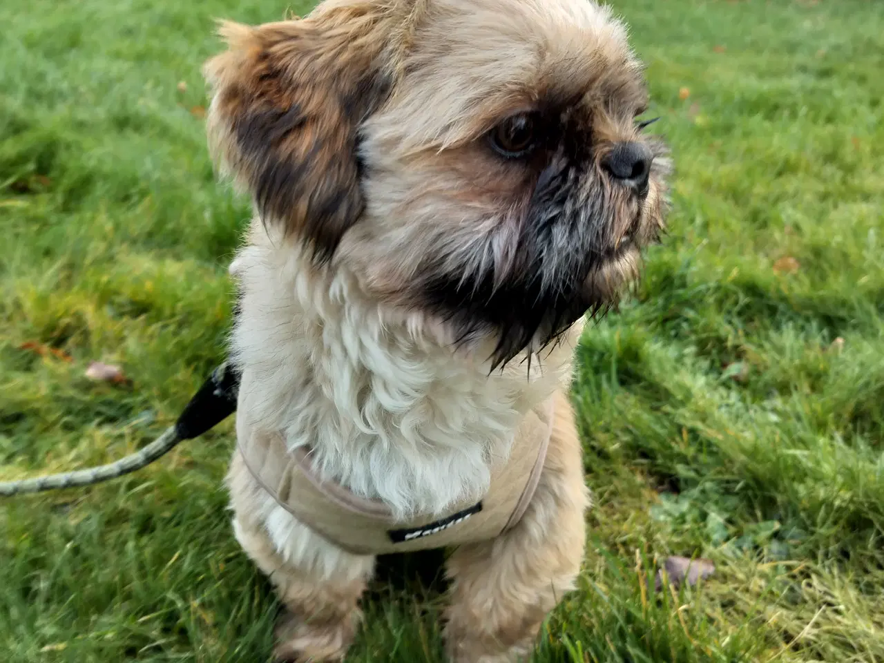 Billede 2 - Shih Tzu 8 måneder 