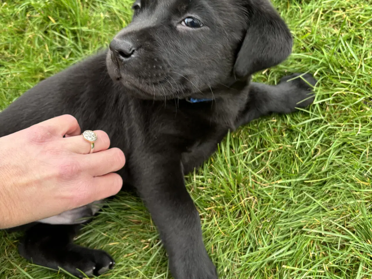 Billede 5 - Labrador hvalp