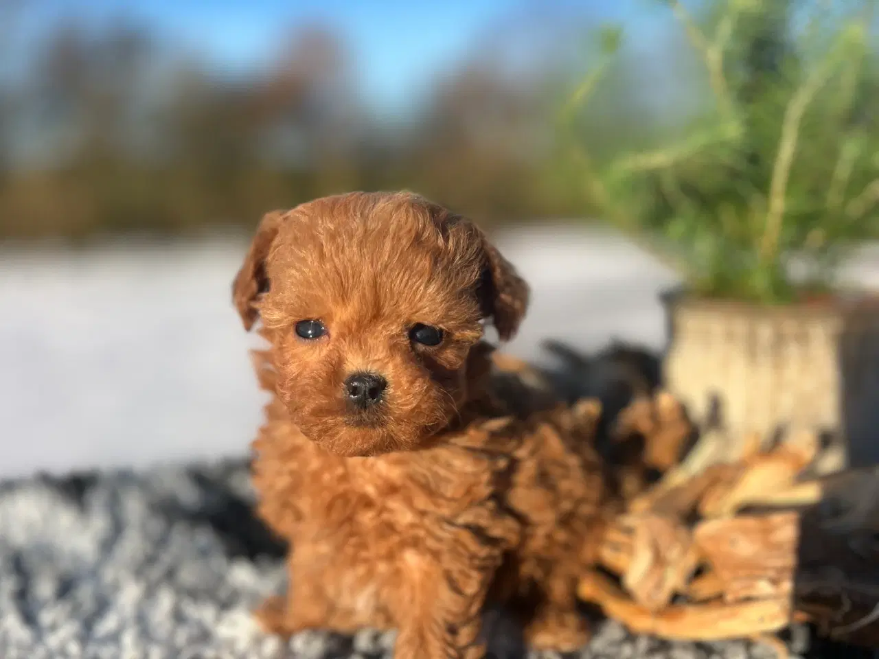 Billede 1 - Toy Maltipoo