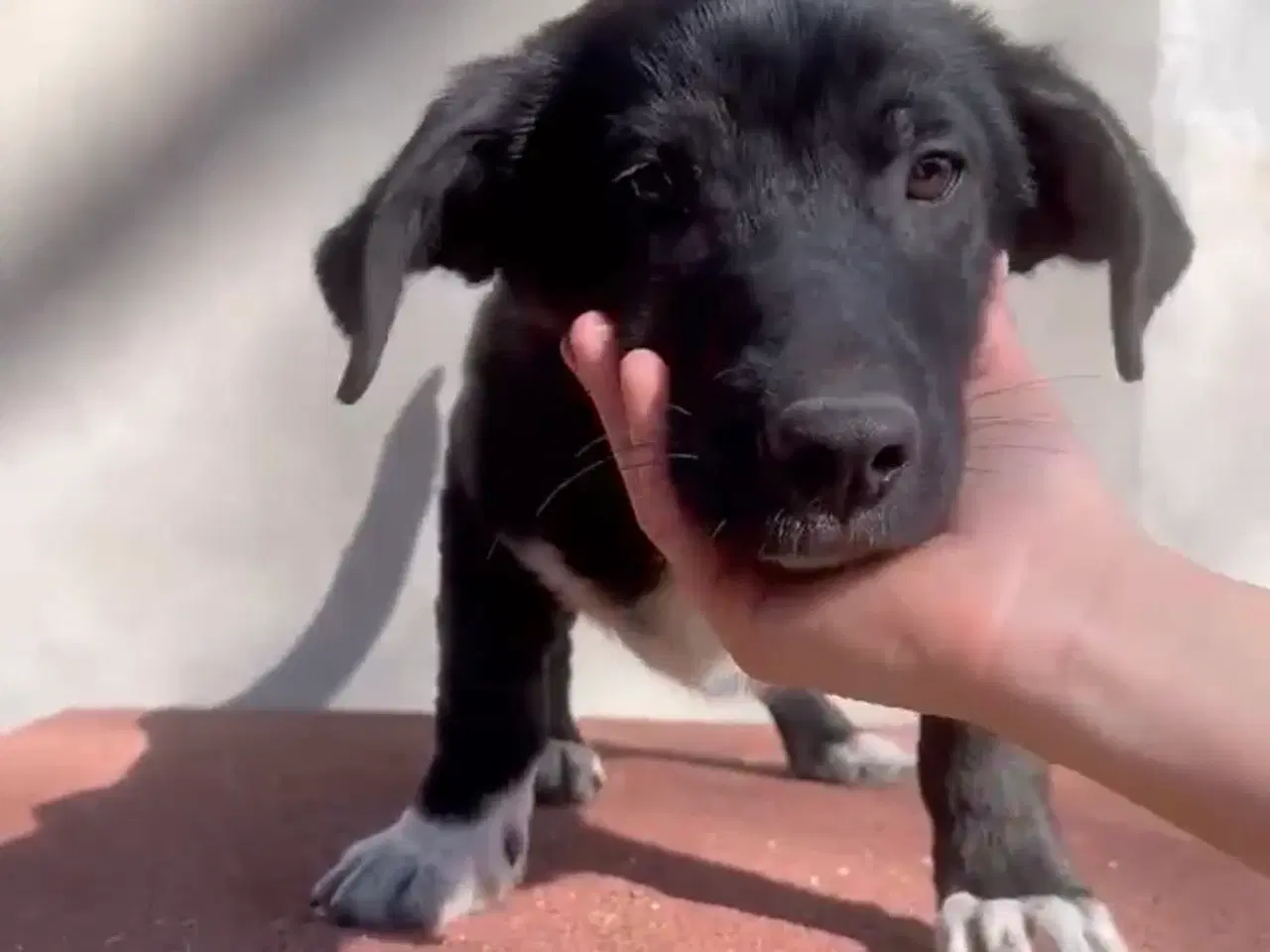 Billede 4 - Lille Per ønsker sig et hjem 