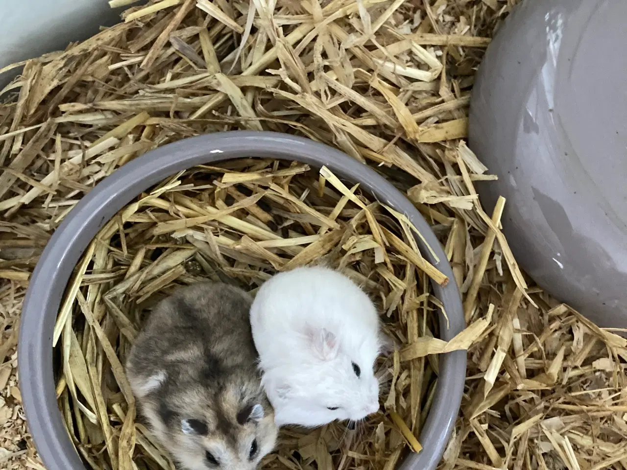 Billede 3 - Dværghamsterunger