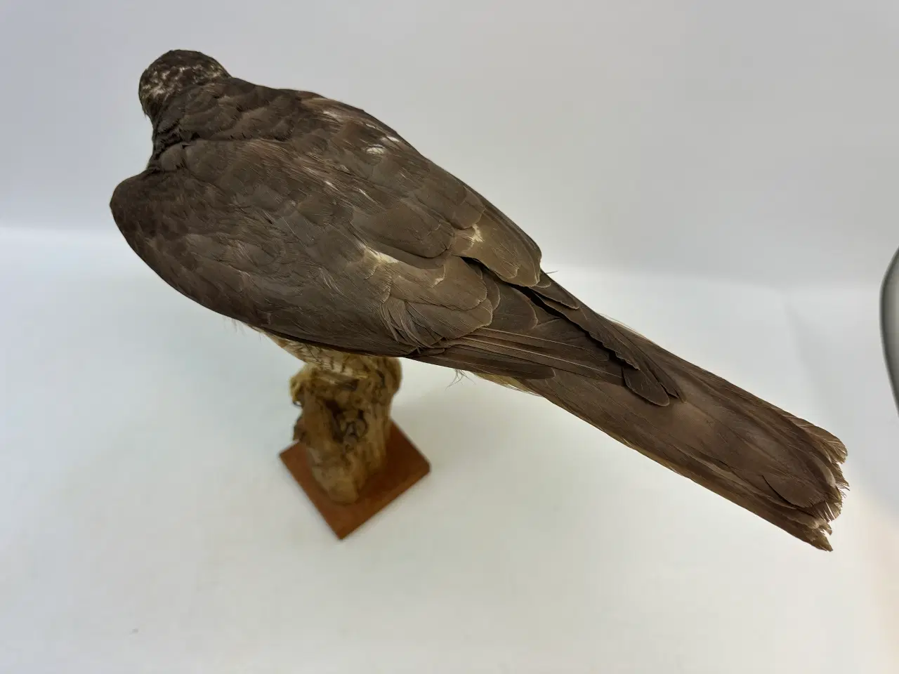 Billede 3 - Udstoppet Spurvehøg