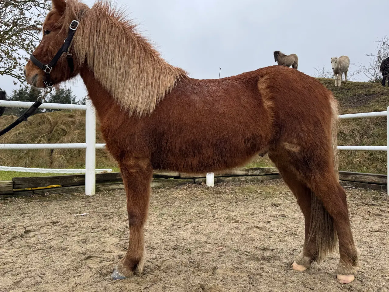 Billede 5 - 2 års islænder hingst Naturtølter