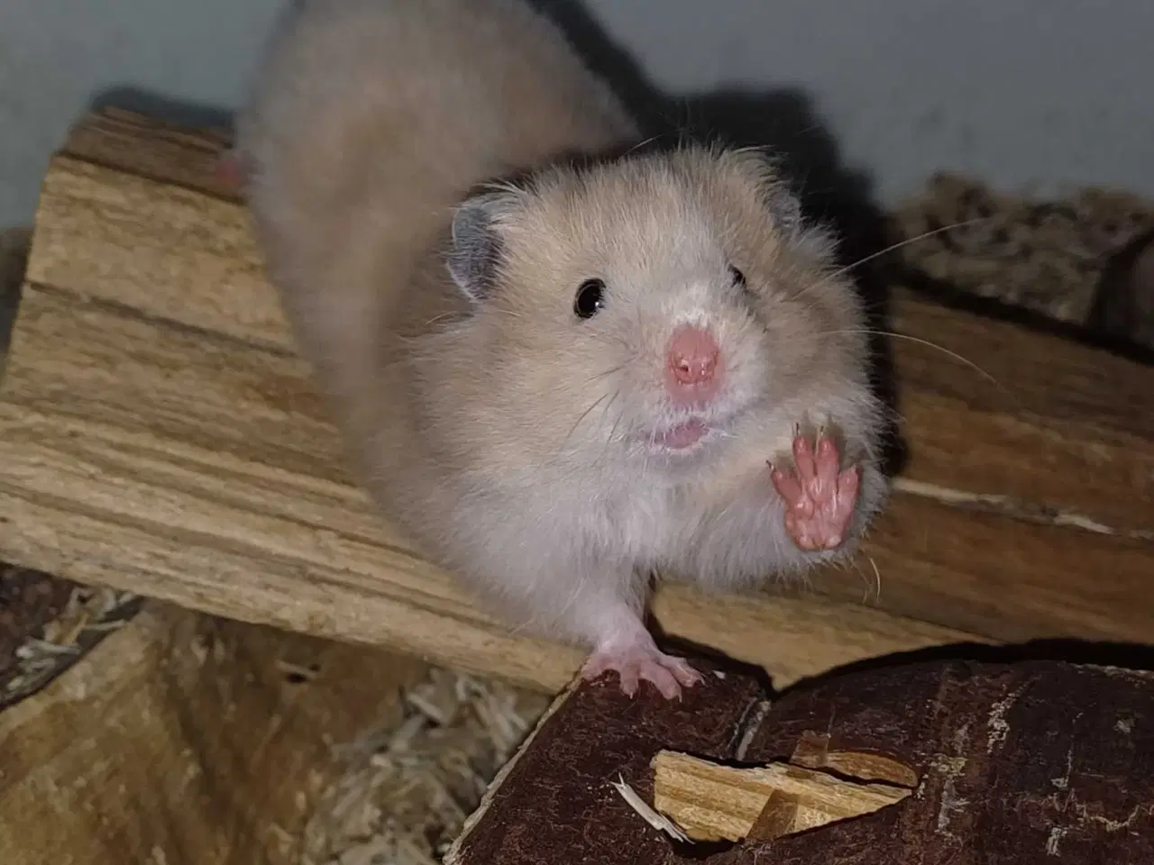 Billede 13 - Guldhamster unger