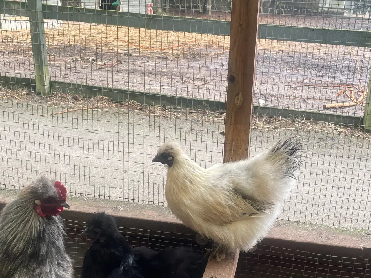 Billede 4 - Silkehøns dværgrace