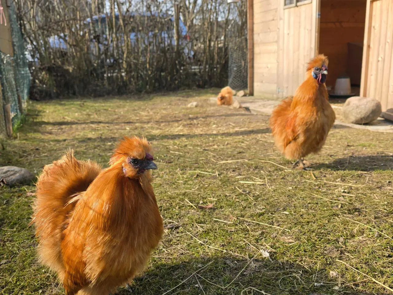 Billede 5 - 2 dværg silkehaner søger nyt hjem