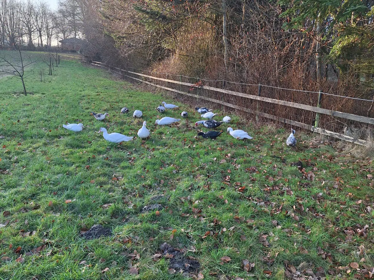 Billede 1 - Moskusænder til salg