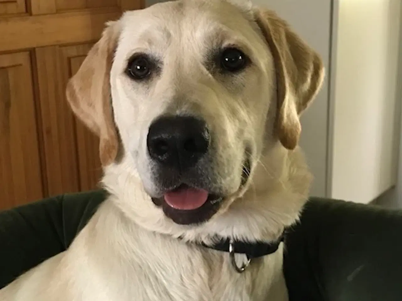 Billede 5 - Labrador/golden retriever 