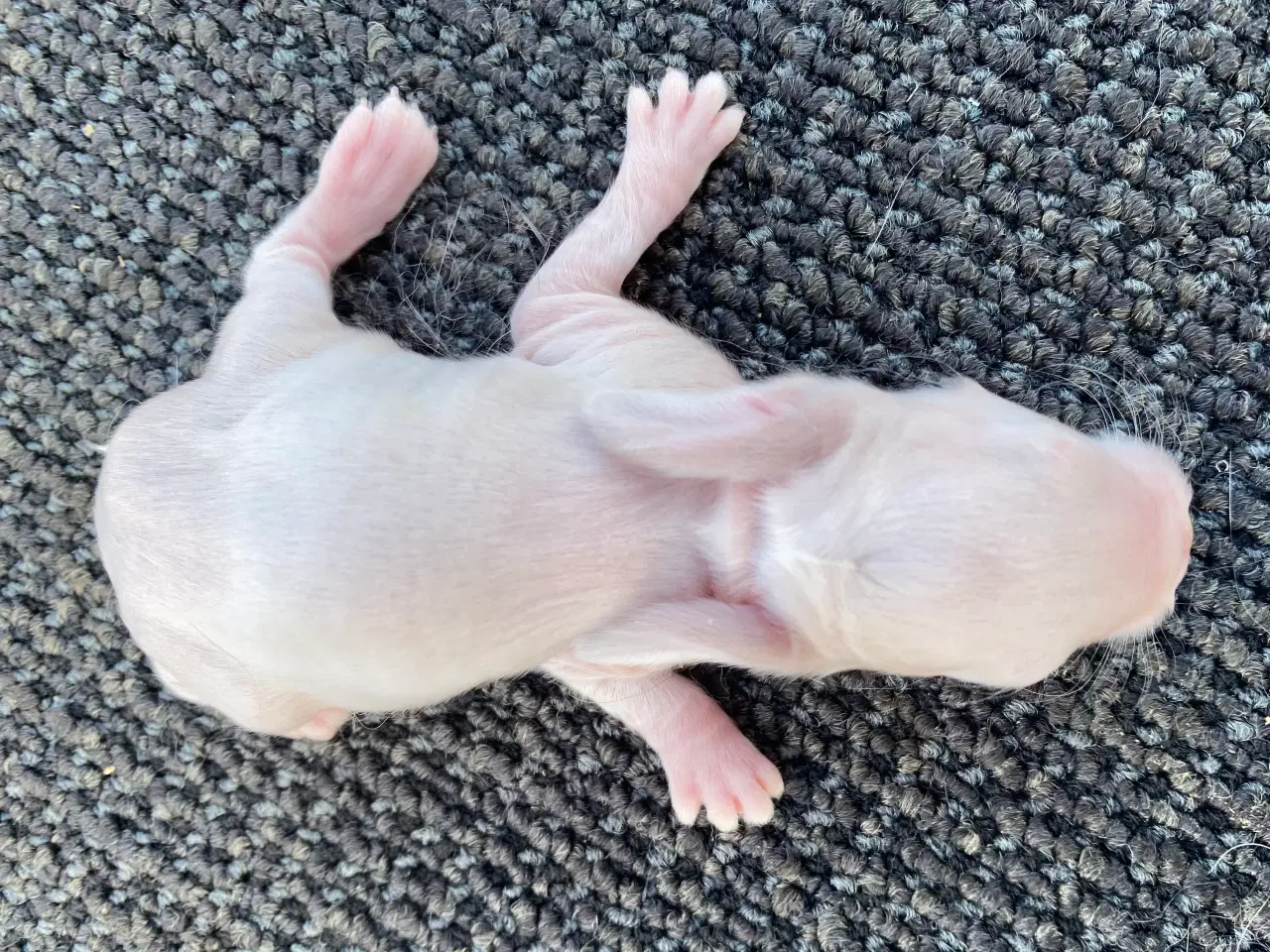 Billede 1 - FRANSK VÆDDER HUN SCHWARZGRANNEN