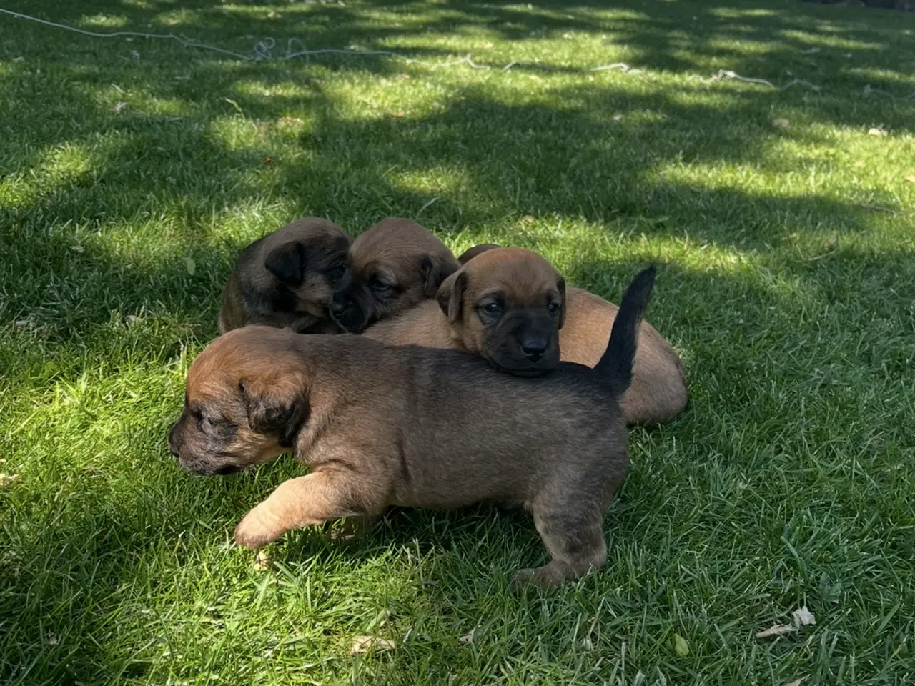 Billede 1 - Jagthunde (Terrier)