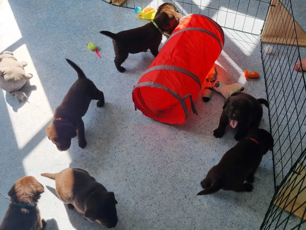 Billede 3 - Brun Labrador gammel slags