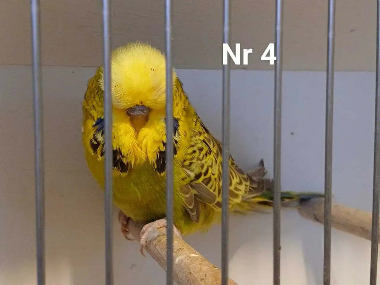 Billede 10 - Engelske undulater 