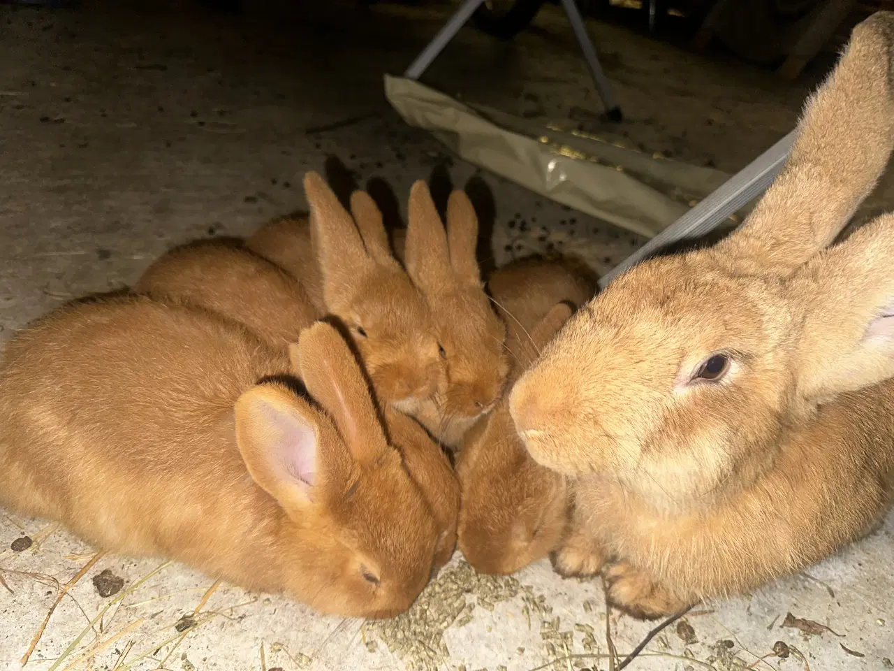 Billede 5 - Kaniner gratis 