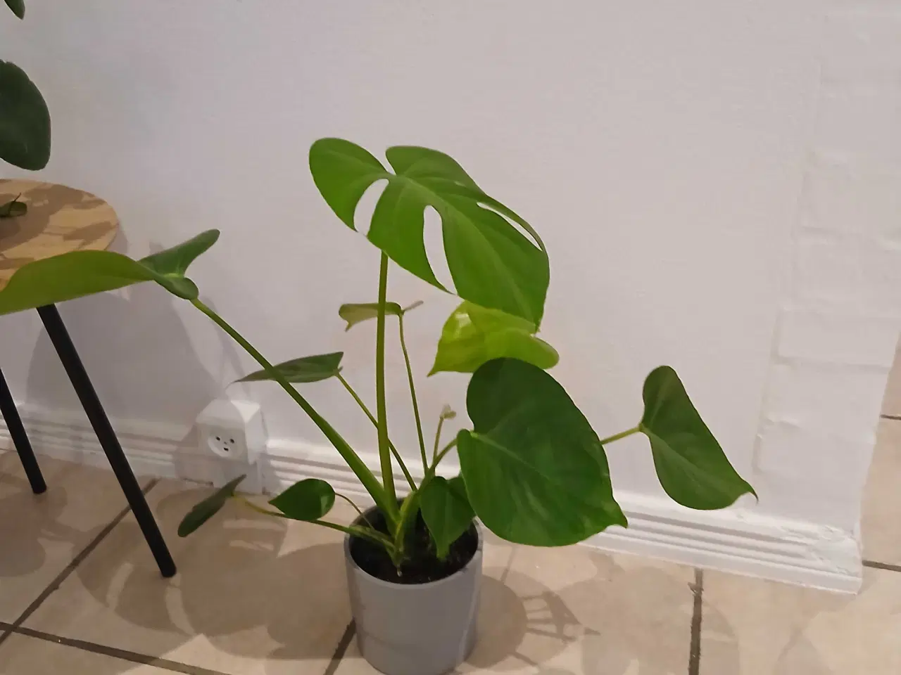 Billede 4 - Diverse planter og krukker