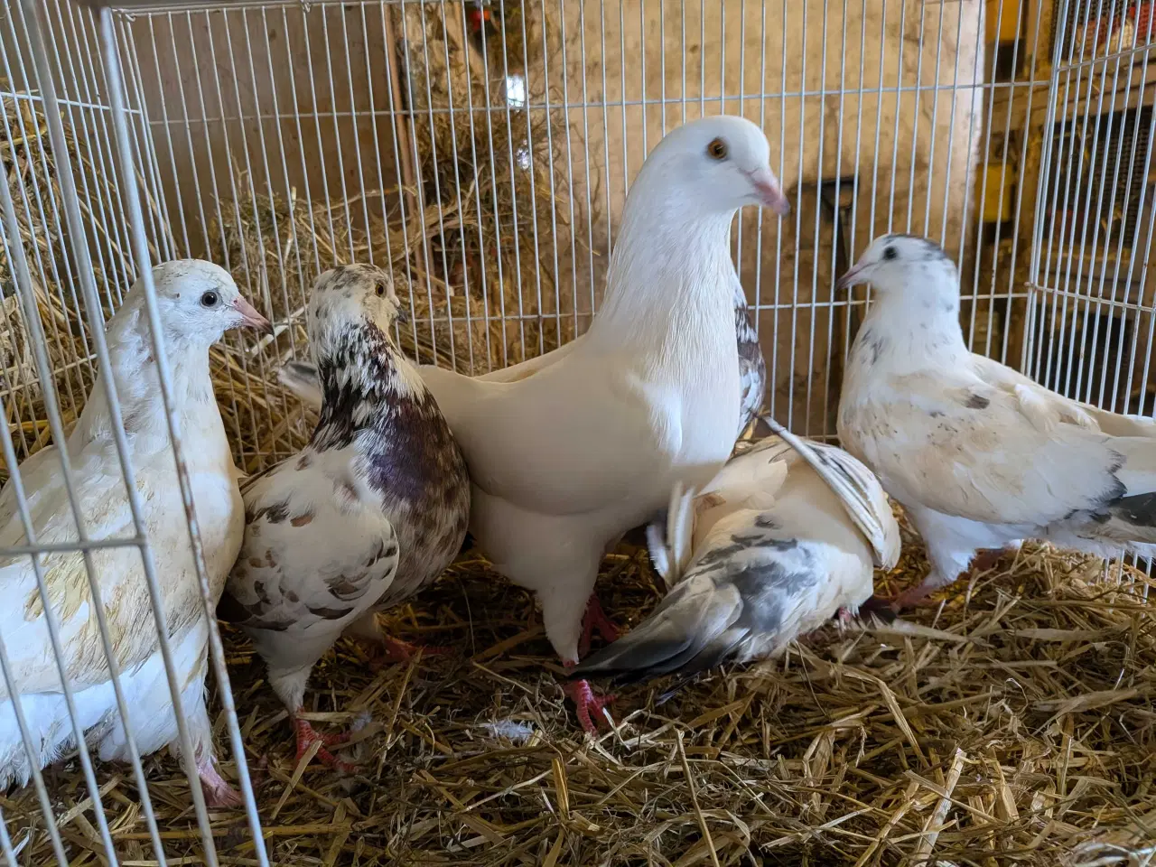 Billede 5 - 10 krydsning duer