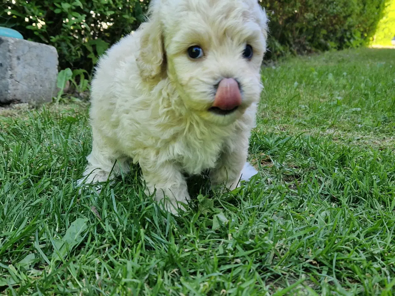 Billede 4 - Havapoo Puddel &Bichon Havanais hvalpe 