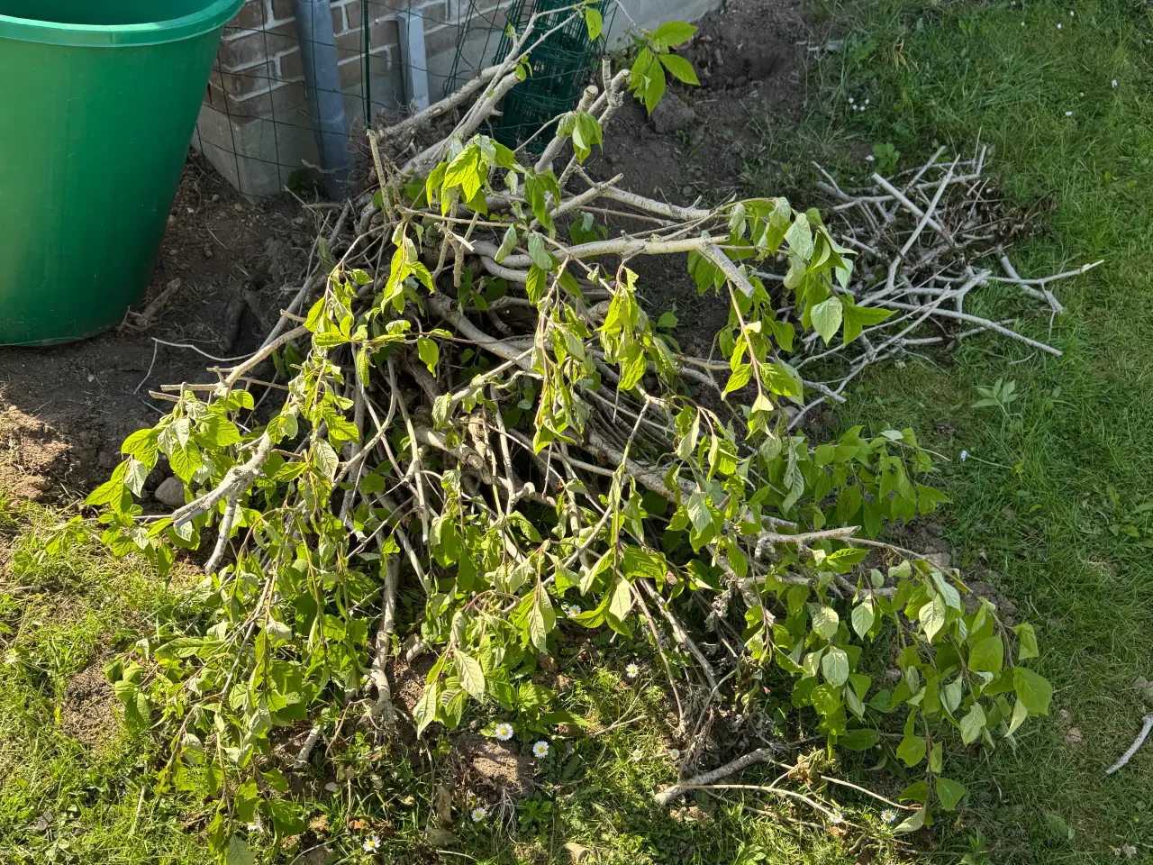Billede 15 - Gratis planter
