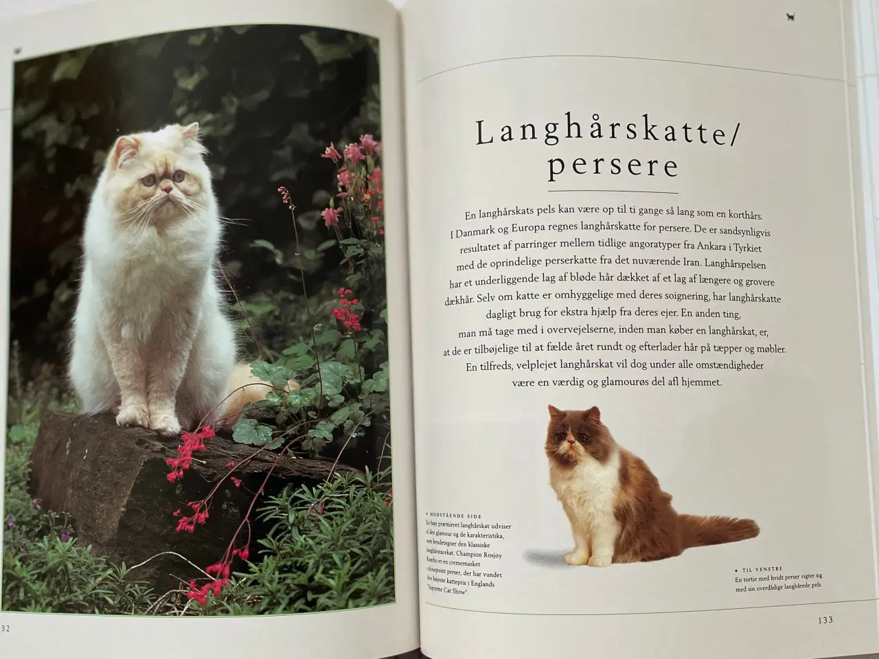 Billede 3 - Bog Kattepleje og katteracer 