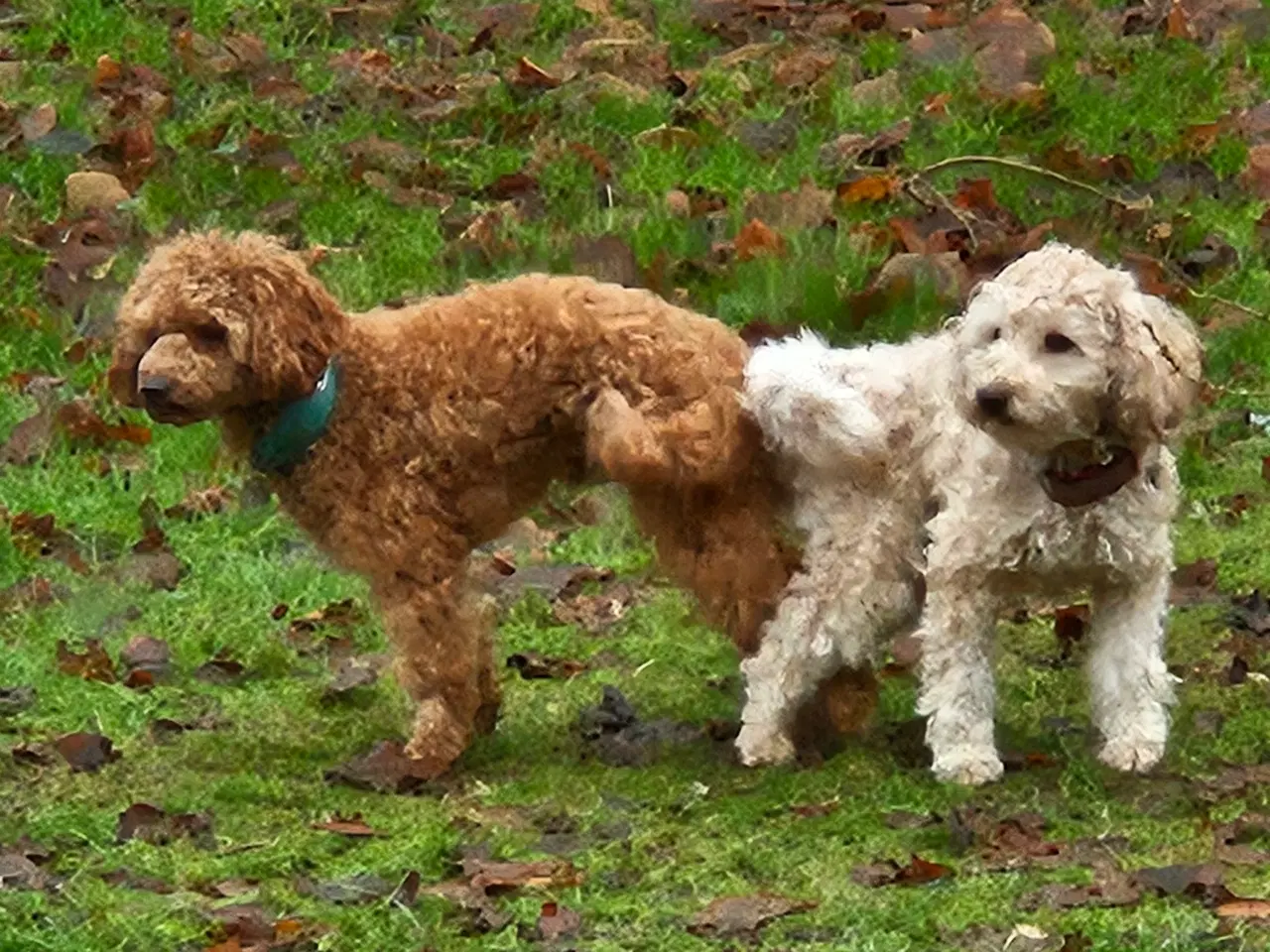 Billede 4 - Toy/Dværg puddel familiehunde