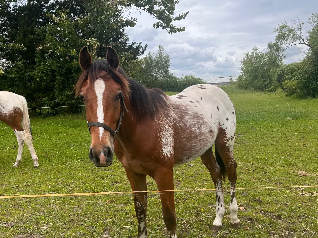 Billede 1 - Western, Hingst, Pinewood JP