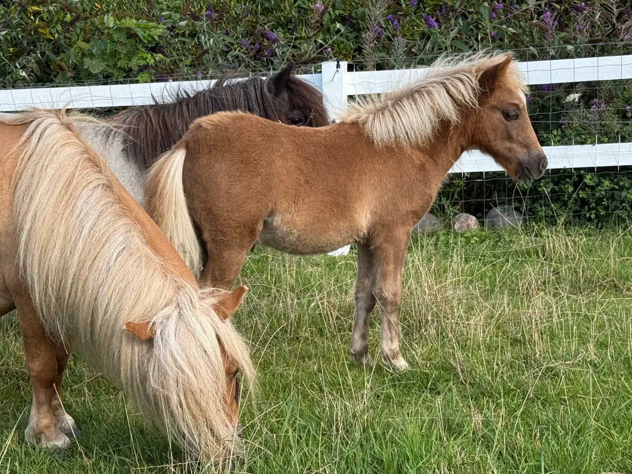 Billede 9 - Skøn mini pony 