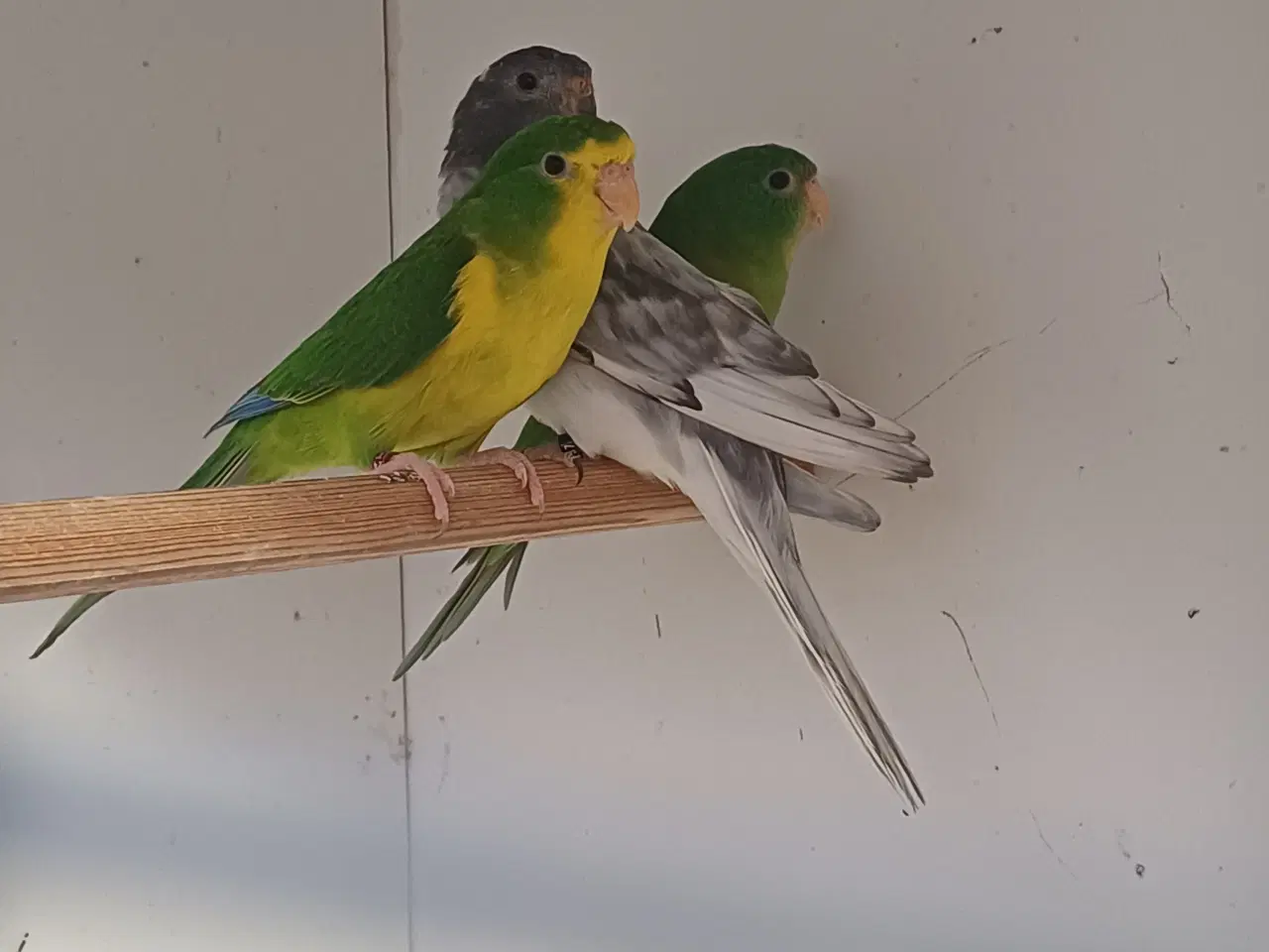 Billede 1 - Citronpatakitter