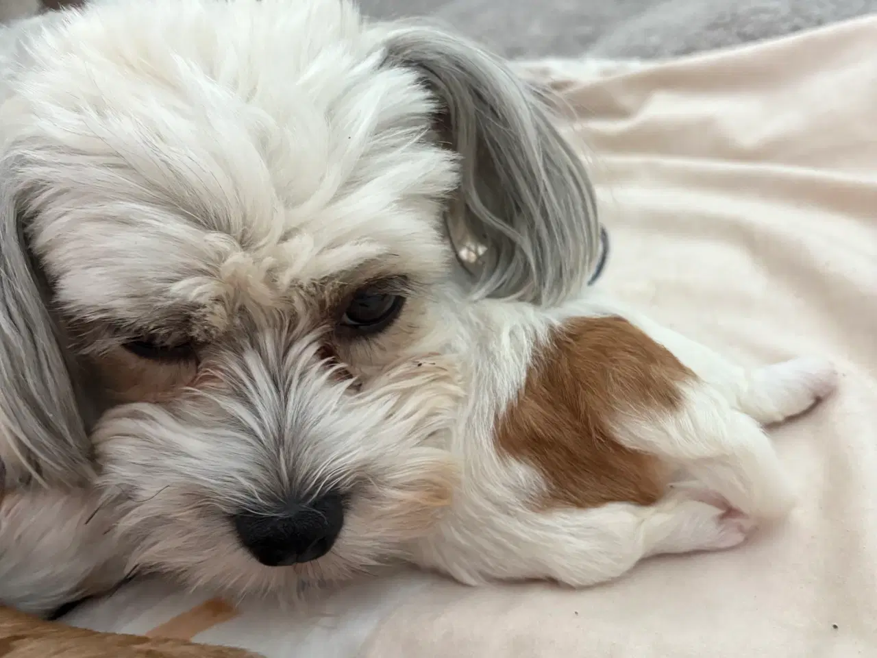 Billede 10 - Smukke Bichon Havanais