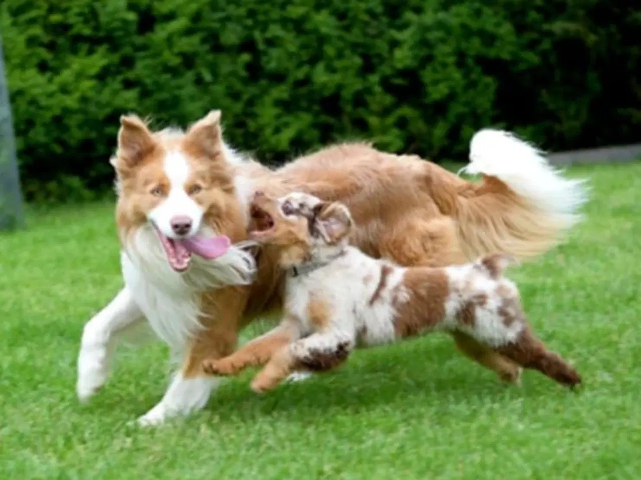 Billede 5 - Hvalpe  stamtavle FC-I Border Collie ADHD, Agility