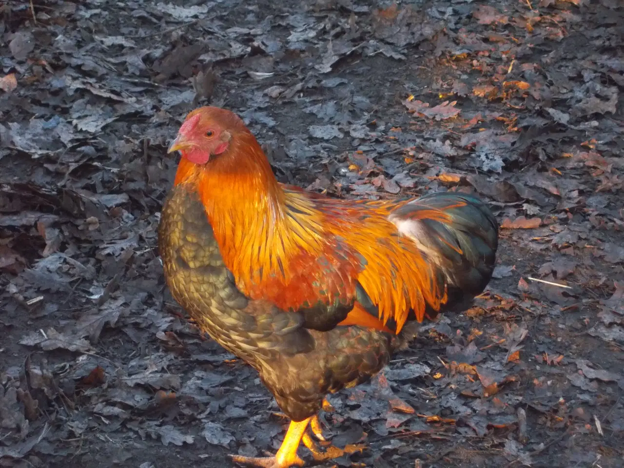 Billede 2 - Wyandot Haner  i dværg