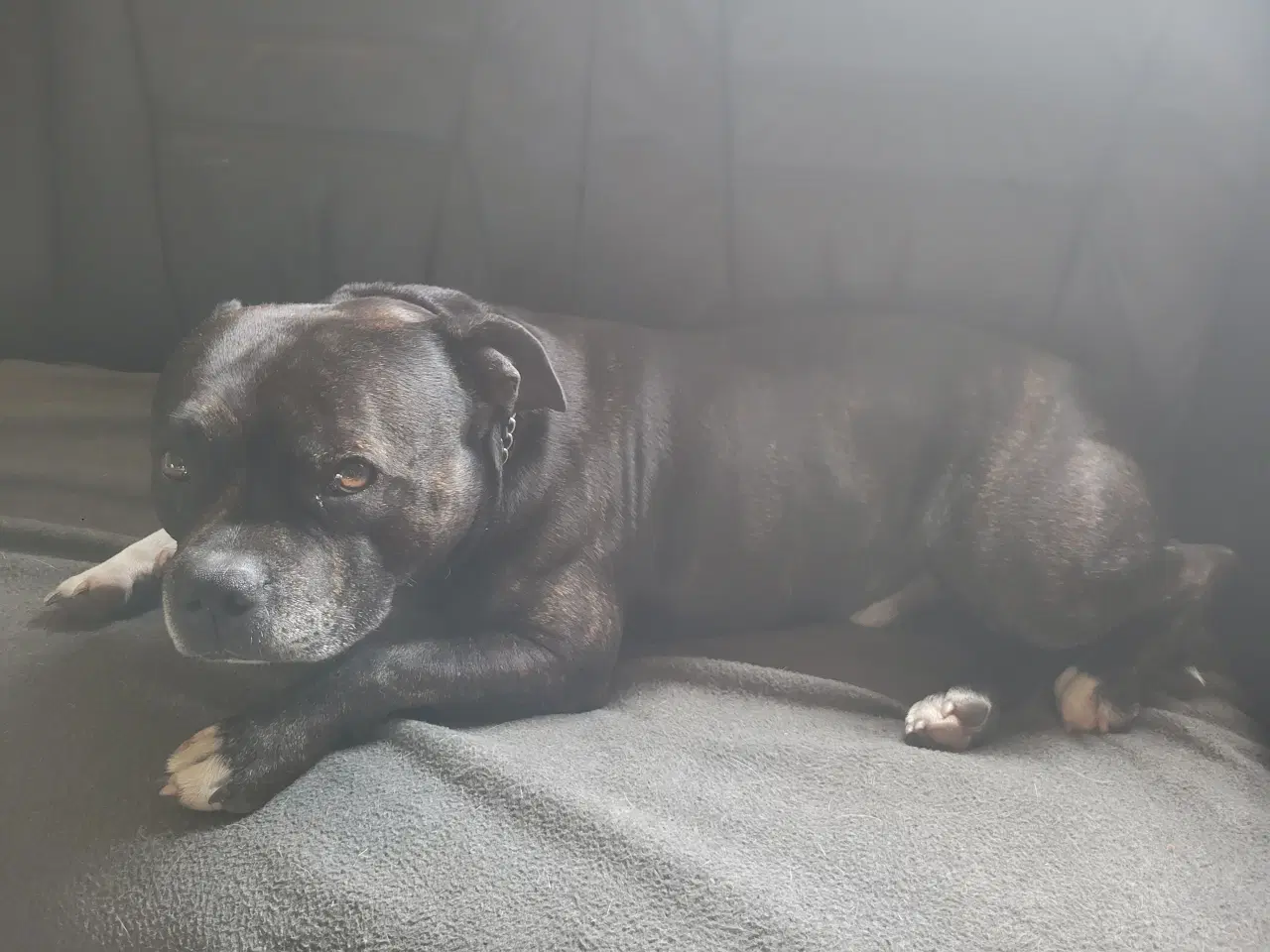 Billede 8 - Staffordshire Bull Terrier hvalp