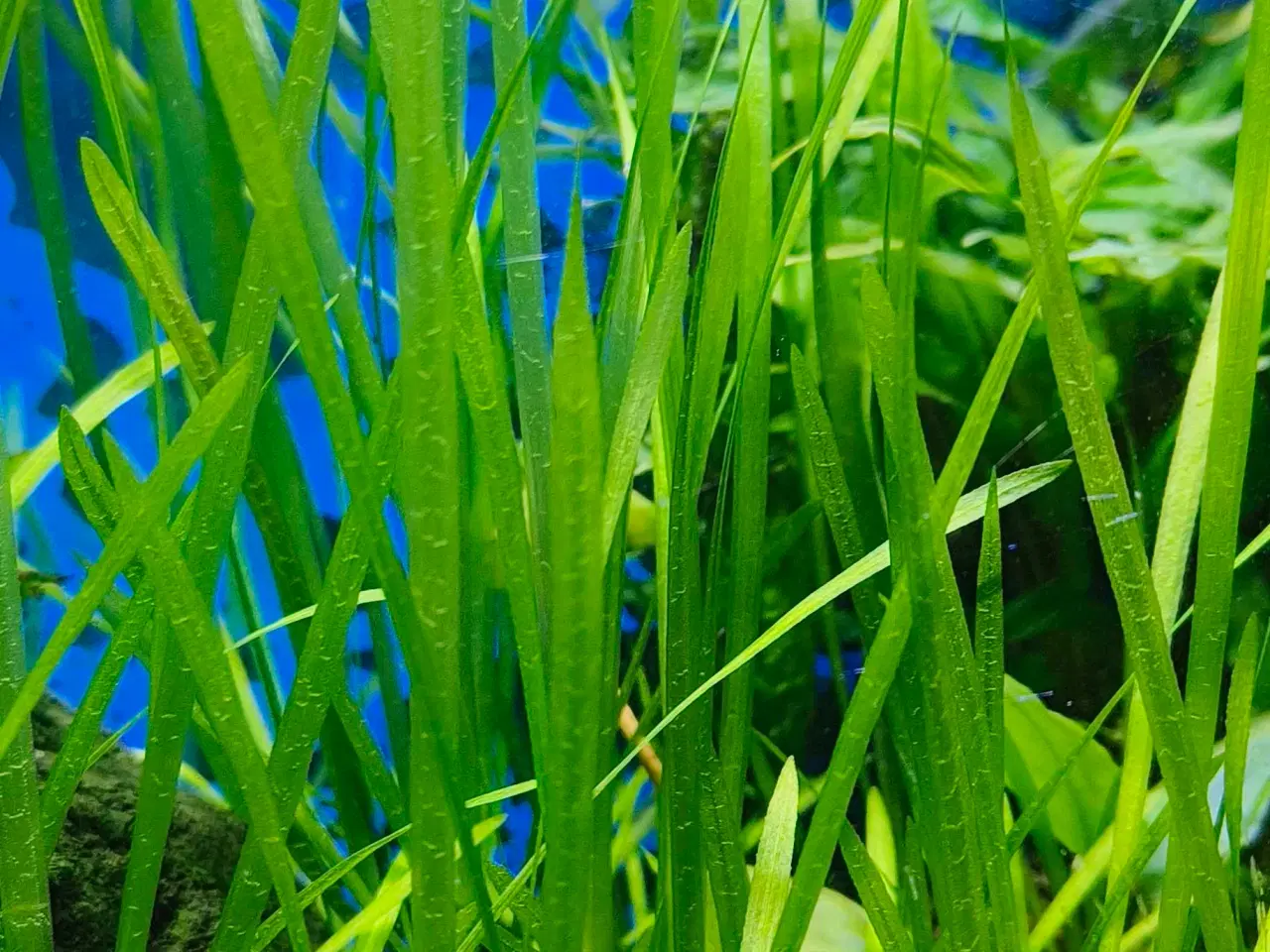 Billede 3 - Valisneria planter sælges