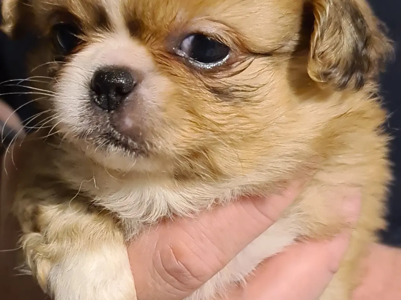 Billede 7 - Chihuahua/pekingeser blanding 