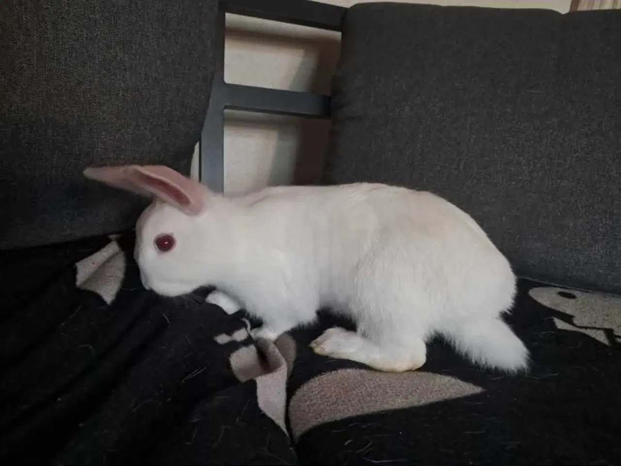 Billede 2 - Søde kaninunger søger nyt hjem