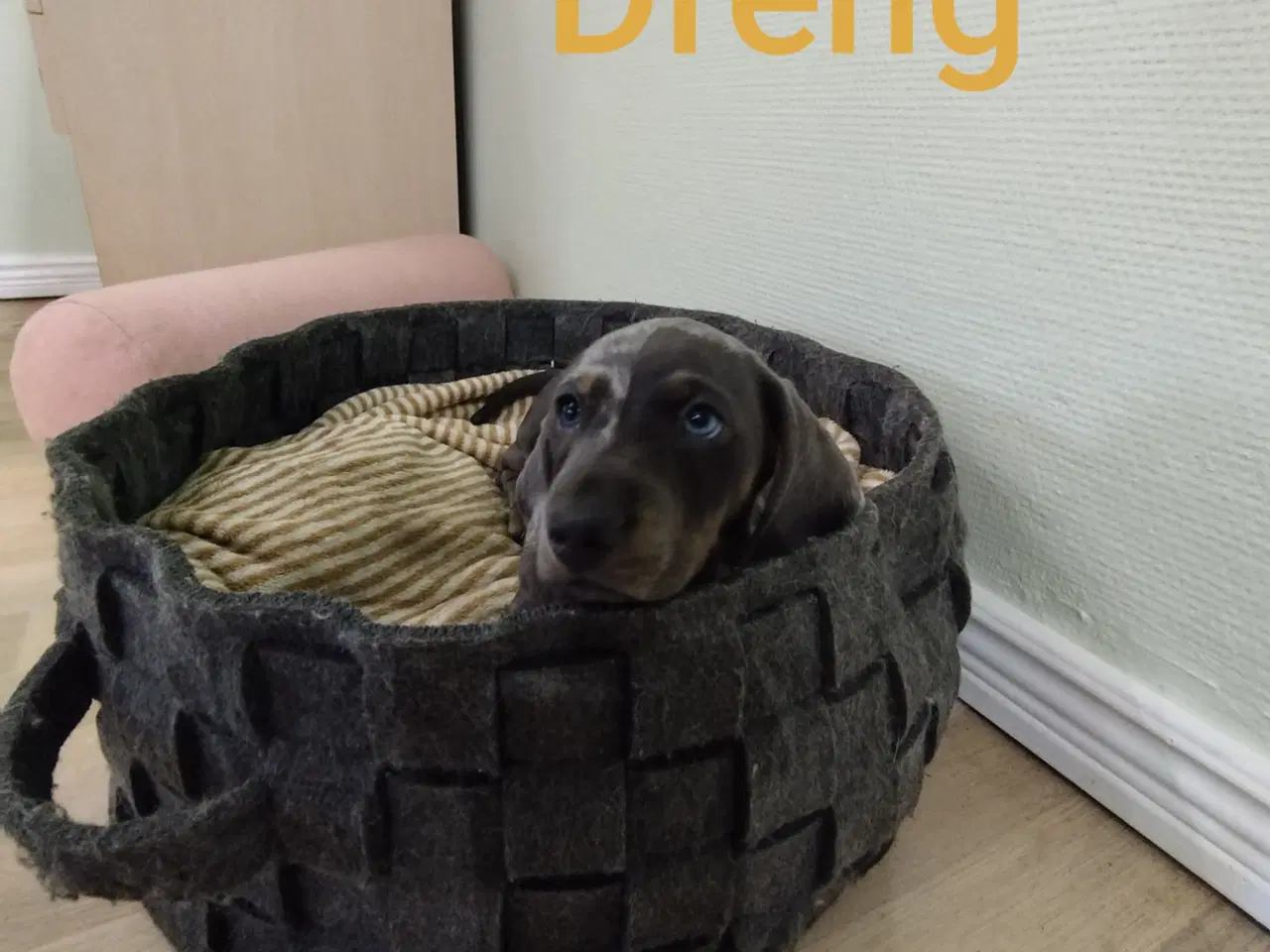 Billede 6 - Gravhunde hvalpe flotte merle farve 